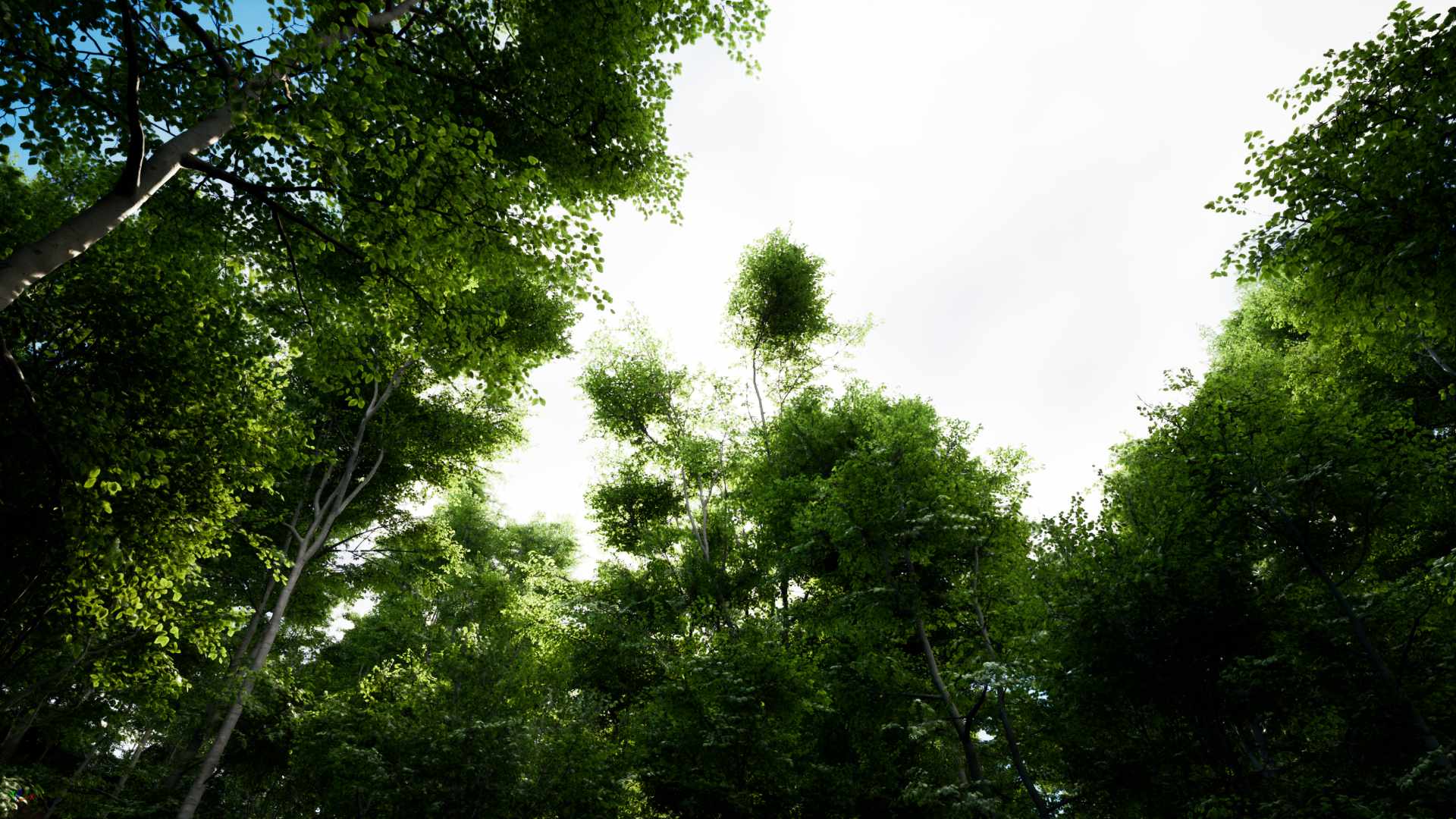 PCG Forest